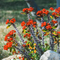 Red Crown of Thorns Plant Live, Euphorbia Plants Live, Euphorbia Milii Plant Live, Cactus Plants Live Houseplants, 4" Pot