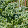 Kale Plants Live in 4 Inch Pot, Kale Seedling from 3 to 5 Inches Tall, Well Rooted, Hardy Vegetable for Outdoor Planting, 3 Plants Per Pot