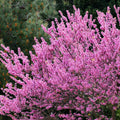 Purple Redbud Plant Live, Eastern Redbud Trees in Quart Pot, Cold Hardy Ornamental Flowering Tree, Winter Dormant