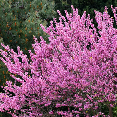 Purple Redbud Plant Live, Eastern Redbud Trees in Quart Pot, Cold Hardy Ornamental Flowering Tree, Winter Dormant