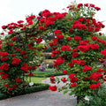 Rose Plant Live in Pot for Planting, Fragrant Roses Flowers, Summer Blooming Ornamental Garden Shrub (Red Climbing Rose)