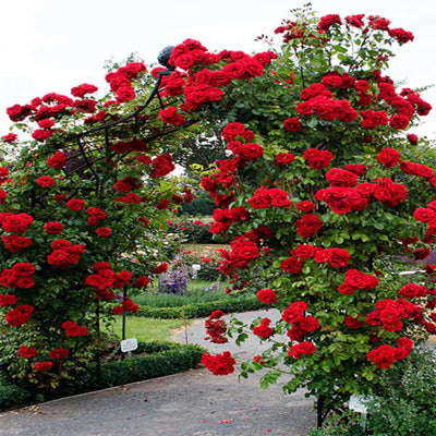 Rose Plant Live in Pot for Planting, Fragrant Roses Flowers, Summer Blooming Ornamental Garden Shrub (Red Climbing Rose)