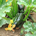 Zucchini Squash Plant Live 4'' Pot, Starter Vegetable Plant for Garden Planting, Outdoor Plant for Backyard, Raised Beds or Patio Containers