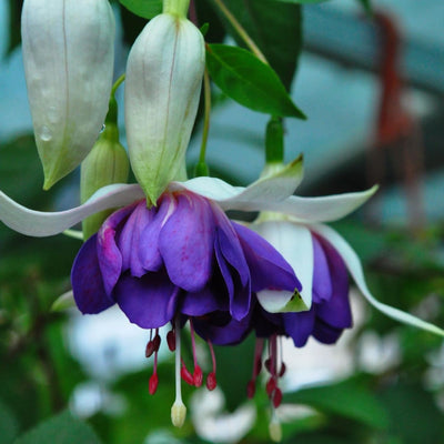 Pack 2 Fuchsia Plants Live, Vibrant Fuchsias Hanging Flowering Plant 3-5 Inches, Gardens, Patios, and Indoor Growing (Purple White Flowers)