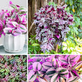 Wandering Jew Plant Live, Mix Tradescantia Zebrina in 2-Inch Pot, Colorful Trailing Indoor Houseplant, Tradescantia Vine