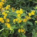 Set 3 Milkweed Plants Live, Yellow Milkweed Flower Live Plant for Outdoor Indoor Gardening, Well Rooted, 4''