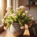 Crassula Springtime Plant, Rare Succulent Plant Live, 2 Inches Pot for Indoor Outdoor Landscape