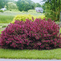 Live Weigela Plant Bush Shrub - Outdoors or Bonsai - Hardy - Purple to Pink Blooms - 4" Pot