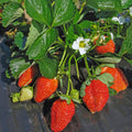 25 Strawberry Bare Roots, Strawberry Plant Live, 5 to 7 Inc Tall, Fruit Garden Indoor Outdoor, Easy to Plant