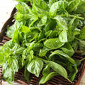 12 Sweet Basil Plants Live, 4 Inc Pot, Basil Herb Live Plant Garden