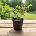 Chiltepin Pepper Plants Live for Planting, Chiltepin Pepper Live Plant, Red Chili Plant from 4 to 7 Inches Tall, 4 Inch Pot for Planting