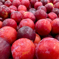 Red Plum Tree Plant Live, 2-3 Ft Tall