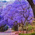 6-10" Violet Jacaranda Mimosifolia Trees from Bottom Pot, Blue Jacaranda Live Plants 6 Months Old Seedling, Well Rooted, Plant Outdoor Zones 10-11