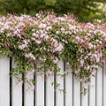 Pink American Jasmine Flower Plant Live, 5–10 Inches Tall, Fragrant Fast-Growing Blooming Jasmine Live Plant in 4 Inch Pot for Outdoor Growing