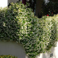 Set 3 Confederate Star Jasmine Plants Live, Very Fragrant Vine, 4 to 6 Inc White Jasmine Plant for Indoor Outdoor Growing