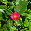 4 Red Aptenia Live Plants in 2'' Pot, Succulent Vine Groundcover, Drought-Tolerant Outdoor or Container Plant