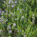 Rosemary Plants Live, Herb Plant, 4 Inc to 7 Inc Tall, Set 3 Plants