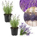 Lavender Plant Live, Fragrant Lavender Herb with Purple Blooms, Gardens, Containers, and Indoor Planting 2-3 Inches (Provence)