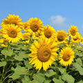 Live Yellow Sunflower Plant - 4-6" Tall Seedling in 4 Inch Pot