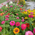 3 Zinnia Plants, Mix Zinnia Flower Plants, 3 to 5 Inc Tall, Live Zinnia Plant, Orange Yellow Flower