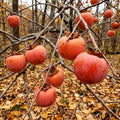 Persimmon Tree Live Plant, High-Yield Persimmon, 2 Ft Tall