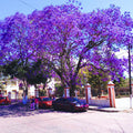 Blue Jacaranda Tree Plant Live, Jacaranda Mimosifolia Purple Flowering Tree from 6 to 10 Inc Tall