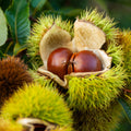Chestnut Tree Live Plant, Shade Nut Tree, 1-2 Ft Tall