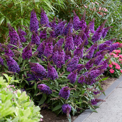Violet Purple Butterfly Bush Live Plant Shrub, Buddleia Bush Well Rooted, 5 to 10 Inc Tall