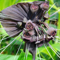 2 Black Bat Flower Tacca Chantrieri Plants Live for Gardening, in 2 Inch Pot, Black Orchid Bat Flowers Live Black Plant