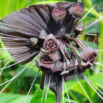 2 Black Bat Flower Tacca Chantrieri Plants Live for Gardening, in 2 Inch Pot, Black Orchid Bat Flowers Live Black Plant