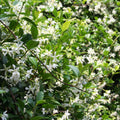 Star Jasmine Vine Plant, Hardy Star Jasmine Plant, 4 to 6 Inch Tall Fragrant Flower Vine Live Plant Indoor Outdoor Garden, Perennial Flower Plants for Growing