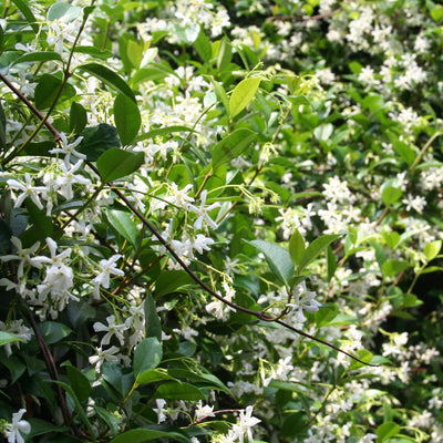 Star Jasmine Vine Plant, Hardy Star Jasmine Plant, 4 to 6 Inch Tall Fragrant Flower Vine Live Plant Indoor Outdoor Garden, Perennial Flower Plants for Growing