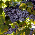 Grape Plant Live Potted, Fruit Vine Starter Plant 5-8 Inches, Hardy Climbing Seedless Grape Vine for Backyard Garden or Trellis (Purple Grape)
