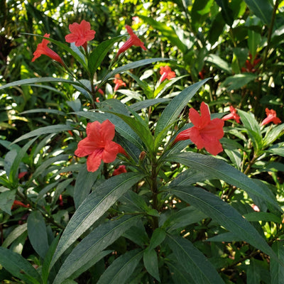 4 Mexican Petunia Live Plants 4–7 Inches Tall, Mexican Petunia Flowering Plants for Borders, Beds or Landscape (Red)