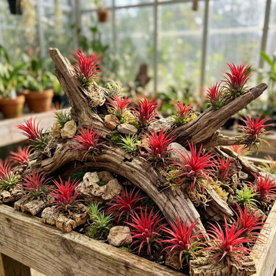 Air Plants Live, 10 Red Tillandsia Air Plants Live Houseplants for Growing Indoors Outdoors, 2 to 3 Inches Tall