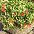 4 Red Aptenia Live Plants in 2'' Pot, Succulent Vine Groundcover, Drought-Tolerant Outdoor or Container Plant