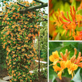 Reddish Orange Mandarin Climbing Honeysuckle Plant Live, Fragrant Honeysuckle Plants Vine Bushes in 2.5 Inch Pot