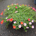 4 Assorted Portulaca Live Plants, Moss Rose Portulaca Plants 4-8'' Tall, Rare Flower for Outdoor Garden, Containers or Patio