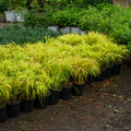 Hakonechloa Japanese Forest Grass Plant Live Starter Plant in Pot, Spring Planting, Perennial Ornamental Grasses