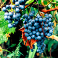1 Blue Grape Vines for Planting Outdoors, Concord Grape Plant Live, Bareroot 1-2 Years Old, Sweet Grape Fruits