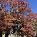 Hardy Sassafras Tree Seedling Bare Root 1-2 Ft Tall
