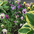 Pansy Assorted Flowers Live Plant, Vibrant Mixed Colors, 4 Inches Pot, Hardy Cool Season Outdoor Bloom for Spring and Fall Landscaping