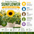 Yellow Sunflower Live Plant in 4" Pot - 4-6 Inch Tall