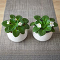 African Violet Plant, Live African Violet Flowers in 4'' Pot, Low-Maintenance Indoor Flowering Plant with Vibrant Blooms (White Blooms)