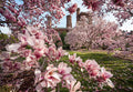 Magnolia Tree Live Plant for Planting, Magnolia Flowers Bush 6 to 12 Inches Height, in Pot, Fragrant Magnolia Shrub (Saucer Magnolia)