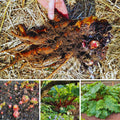 Large Rhubarb Roots, Red Rhubarb Crowns for Planting, Fast Growing Annual