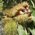 Chestnut Live Plant, Starter Nut Tree, 6-12 Inch Tall