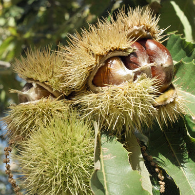 Chestnut Live Plant, Starter Nut Tree, 6-12 Inch Tall