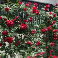 Velvet Red Black Climbing Rose Live Plant, Can Grow As Rose Bushes Shrubs, Fragrant Ready to Plant, Starter Size, 5 to 10 Inc Tall, Dormant in Winter
