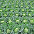 Cabbage Plant Live Pot, Vegetable Plants Live Small Plant, Cabbage Live Plant Garden